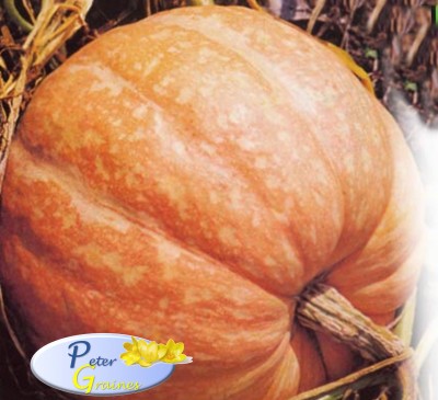 Pumpkin Dills Atlantic Giant 